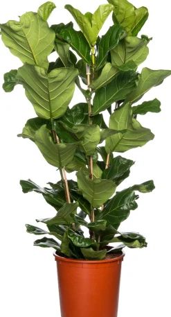 Intratuin Geigenfeige (Ficus lyrata) D 34 cm H 140 cm| Große Pflanzen|Grünpflanzen
