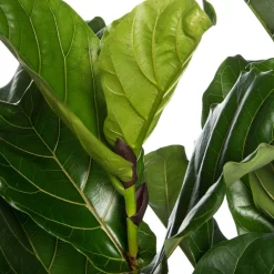 Intratuin Geigenfeige (Ficus lyrata) D 34 cm H 140 cm| Große Pflanzen|Grünpflanzen