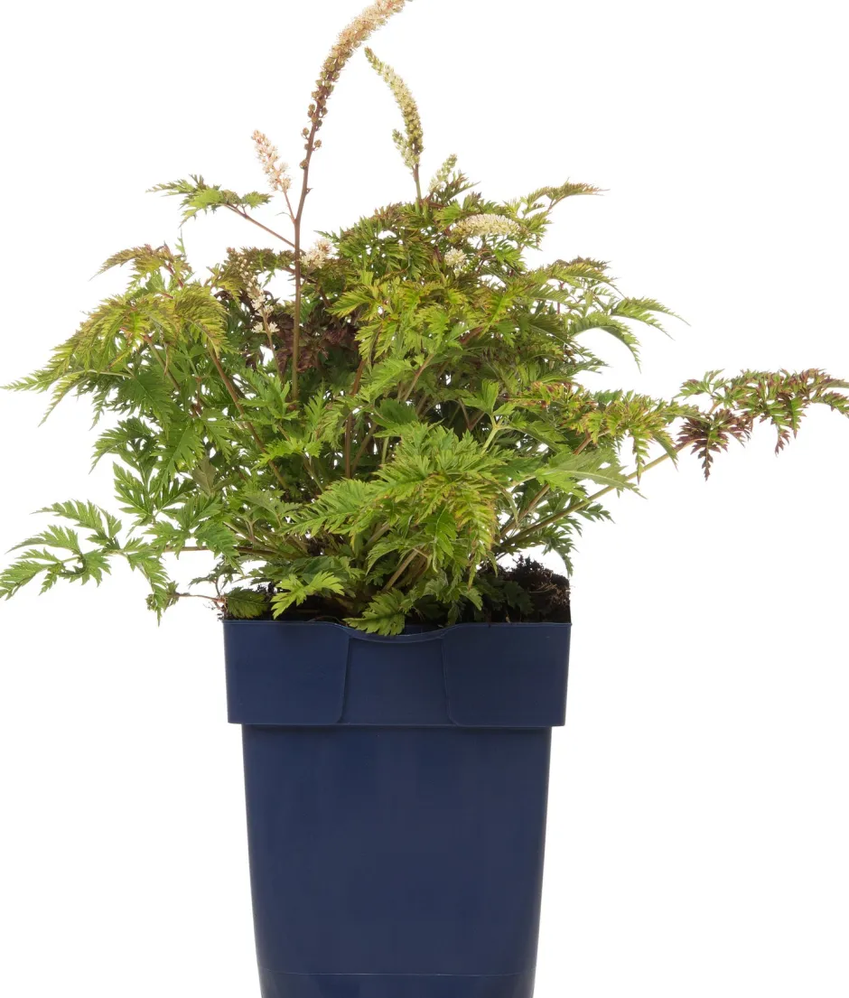 Intratuin Geissbart (Aruncus aethusifolius) D 11 H 10 cm| Blühende Pflanzen|Winterharte Pflanzen