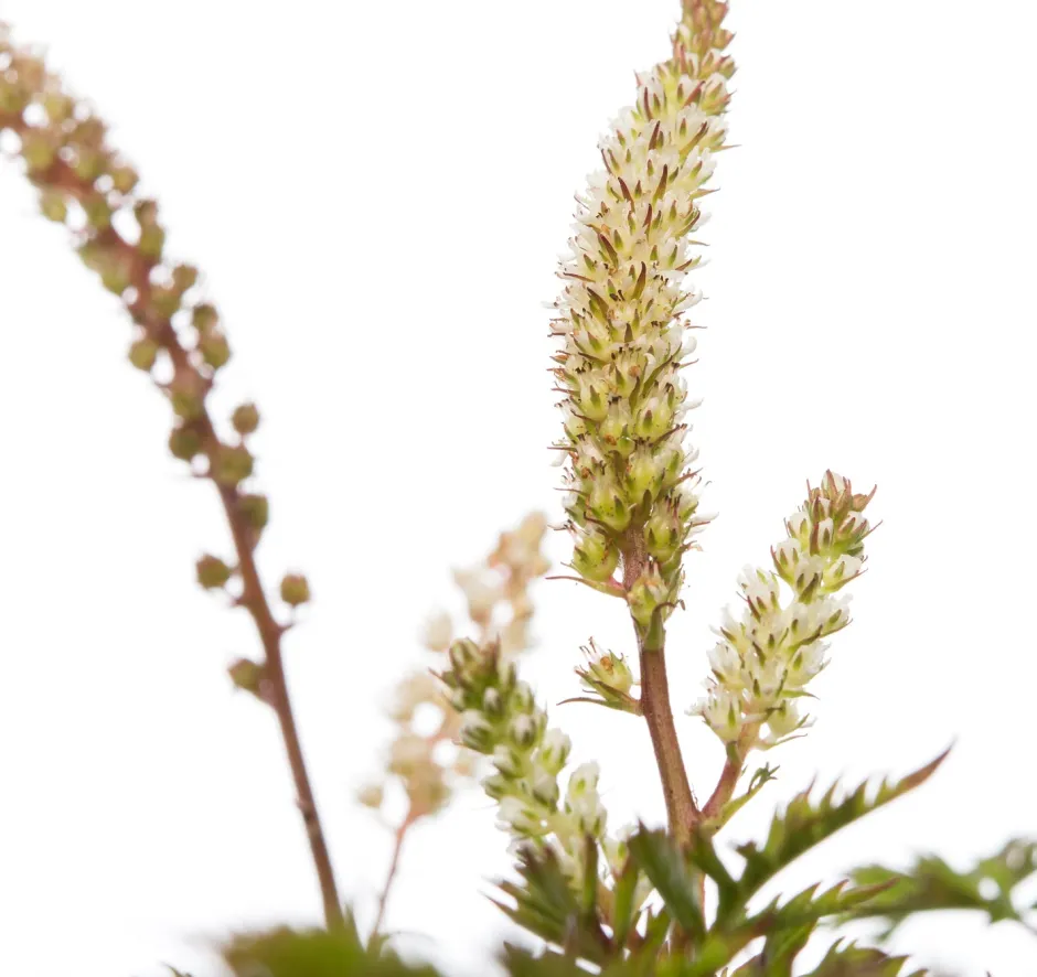 Intratuin Geissbart (Aruncus aethusifolius) D 11 H 10 cm| Blühende Pflanzen|Winterharte Pflanzen