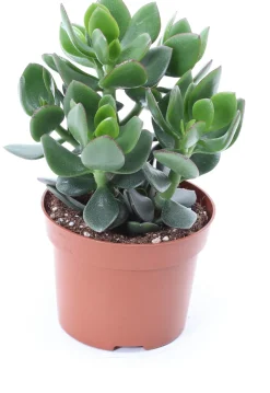 Intratuin Geldbaum (Crassula ovata 'Hulk') D 12 H 18 cm| Kleine Zimmerpflanzen|Für Sonne