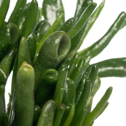 Intratuin Geldbaum (Crassula ovata 'Hobbit') D 12 H 20 cm| Kleine Zimmerpflanzen|Für Sonne