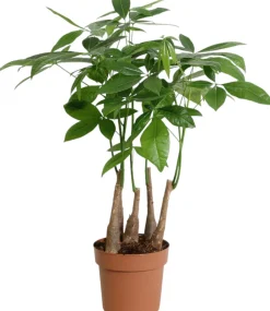 Intratuin Geldbaum (Pachira aquatica) D 17 H 50 cm| Grünpflanzen|Pachira