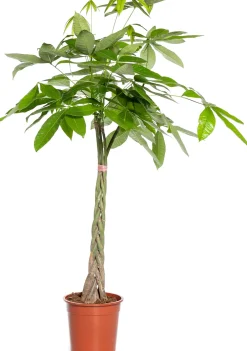 Intratuin Geldbaum (Pachira aquatica) D 21 H 100 cm| Große Pflanzen|Grünpflanzen