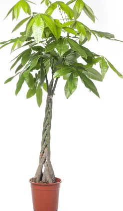 Intratuin Geldbaum (Pachira aquatica) D 27 H 150 cm| Große Pflanzen|Grünpflanzen