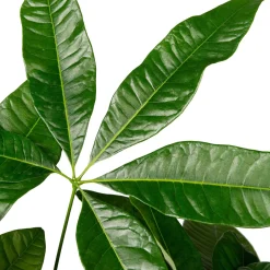 Intratuin Geldbaum (Pachira aquatica) D 19 H 90 cm| Große Pflanzen|Grünpflanzen