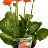 Intratuin Gerbera (Garvinea) D 17 H 50 cm| Blühende Pflanzen|Winterharte Pflanzen
