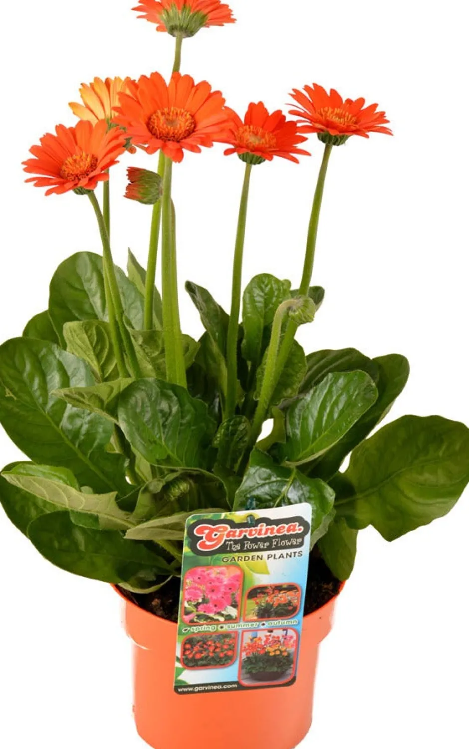 Intratuin Gerbera (Garvinea) D 17 H 50 cm| Blühende Pflanzen|Winterharte Pflanzen