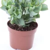 Intratuin Gewelltblättriges Dickblatt (Crassula undulatifolia 'Magic') D 12 H 17 cm| Kleine Zimmerpflanzen|Für Sonne
