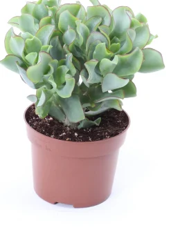 Intratuin Gewelltblättriges Dickblatt (Crassula undulatifolia 'Magic') D 12 H 17 cm| Kleine Zimmerpflanzen|Für Sonne