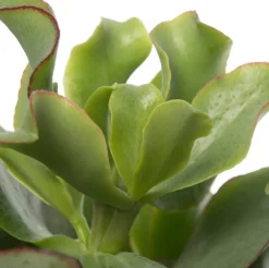 Intratuin Gewelltblättriges Dickblatt (Crassula undulatifolia 'Magic') D 12 H 17 cm| Kleine Zimmerpflanzen|Für Sonne