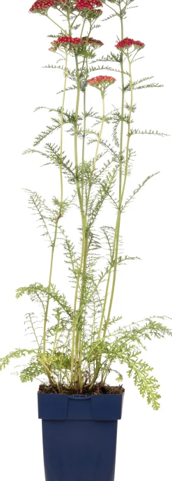 Intratuin Gewöhnliche Schafgarbe (Achillea millefolium 'Paprika') D 11 H 10 cm| Blühende Pflanzen|Winterharte Pflanzen