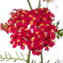 Intratuin Gewöhnliche Schafgarbe (Achillea millefolium 'Paprika') D 11 H 10 cm| Blühende Pflanzen|Winterharte Pflanzen