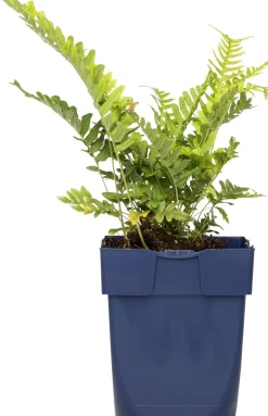 Intratuin Gewöhnlicher Tüpfelfarn (Polypodium vulgare) D 11 H 10 cm| Farne|Pflanzen Für Schatten