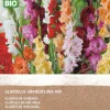 Intratuin Gladiole (Gladiolus grandiflora) (BIO) Blumenzwiebeln gemischt 25 St.| Sommer-Blüher|Blumenzwiebeln