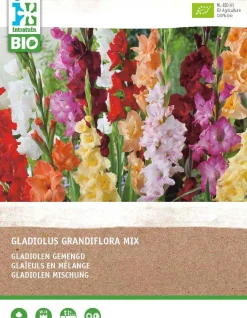 Intratuin Gladiole (Gladiolus grandiflora) (BIO) Blumenzwiebeln gemischt 25 St.| Sommer-Blüher|Blumenzwiebeln