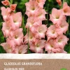 Intratuin Gladiole (Gladiolus grandiflora) (BIO) Blumenzwiebeln rosa 6 St.| Sommer-Blüher|Blumenzwiebeln