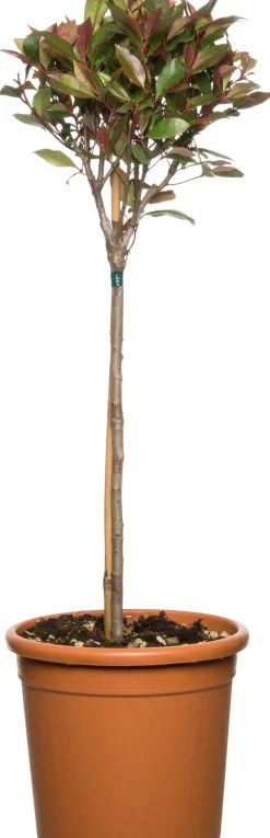 Intratuin Glanzmispel Hochstamm (Photinia Fraseri Carre Rouge) D 27 cm| Immergrüne Pflanzen|Winterharte Pflanzen