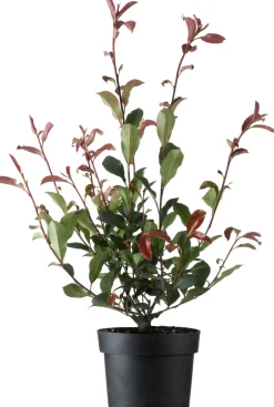 Intratuin Glanzmispel (Photinia fraseri 'Carre Rouge') D 23 H 60 cm| Immergrüne Pflanzen|Winterharte Pflanzen