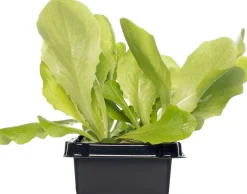 Intratuin Glashaus-Salat (Lactuca Sativa Type)| Obst, Gemüse & Kräuter|Gemüsepflanzen