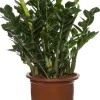 Intratuin Glücksfeder (Zamioculcas zamiifolia) D 35 cm H 90 cm| Für Sonne|Große Pflanzen