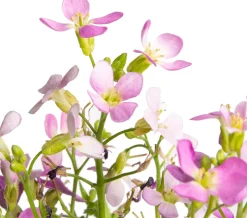 Intratuin Gänsekresse (Arabis caucasica 'Pinkie') D 9 H 5 cm| Blühende Pflanzen|Immergrüne Pflanzen