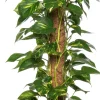Intratuin Goldene Efeutute (Epipremnum pinnatum 'Aureum') D 24 H 120 cm| Große Pflanzen|Grünpflanzen