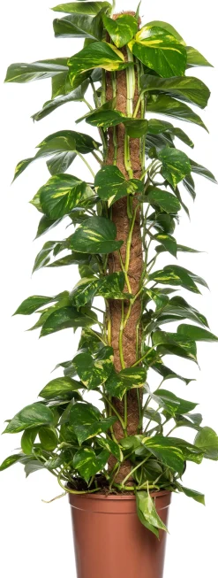 Intratuin Goldene Efeutute (Epipremnum pinnatum 'Aureum') D 24 H 120 cm| Große Pflanzen|Grünpflanzen
