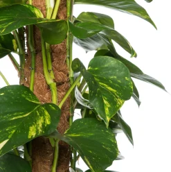 Intratuin Goldene Efeutute (Epipremnum pinnatum 'Aureum') D 24 H 120 cm| Große Pflanzen|Grünpflanzen