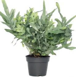 Intratuin Goldtüpfelfarn (Phlebodium aureum 'Blue Star') D 17 cm H 50 cm| Luftreinigende Pflanzen|Blühende Zimmerpflanzen