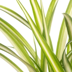 Intratuin Grünlilie (Chlorophytum comosum) D 12 H 20 cm| Kleine Zimmerpflanzen|Grünpflanzen