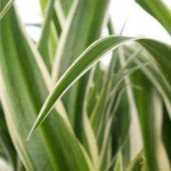 Intratuin Grünlilie (Chlorophytum comosum 'Ocean') D 15 H 20 cm| Kleine Zimmerpflanzen|Grünpflanzen