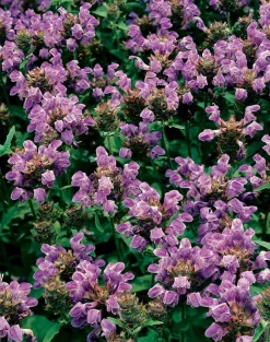 Intratuin Großblütige Braunelle (Prunella Grandiflora) D 9 H 5 cm| Mehrjährige Pflanzen
