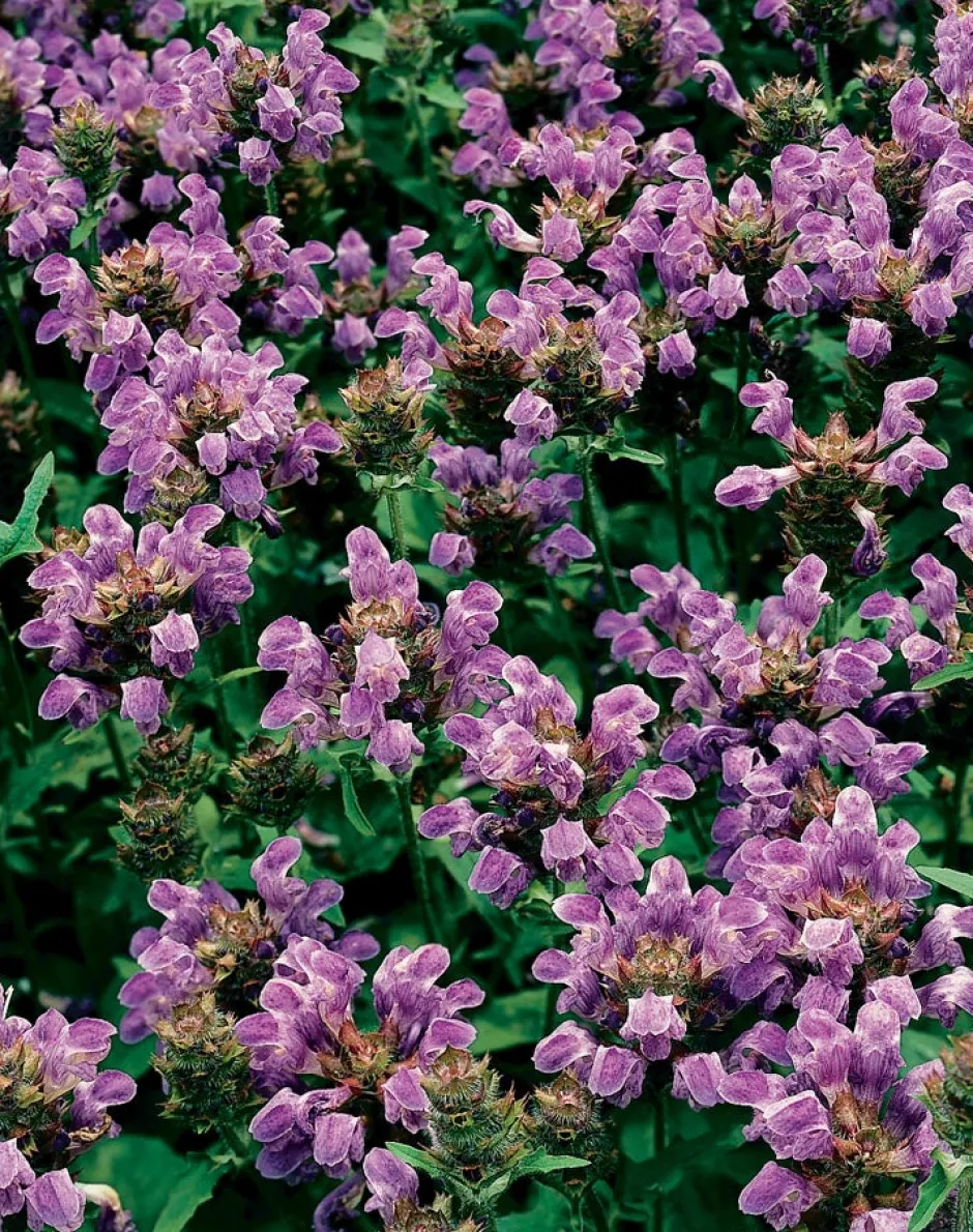 Intratuin Großblütige Braunelle (Prunella Grandiflora) D 9 H 5 cm| Mehrjährige Pflanzen