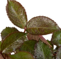 Intratuin Großblumige Beetrose (Rosa 'Mein München')| Immergrüne Pflanzen|Rosen