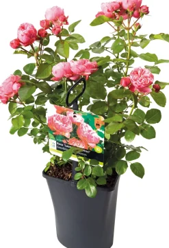 Intratuin Großblumige Beetrose (Rosa 'Leonardo Da Vinci') D 23 cm| Immergrüne Pflanzen|Rosen