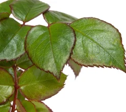 Intratuin Großblumige Beetrose (Rosa Chippendale)| Rosen