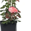 Intratuin Großblumige Strauchrose (Rosa 'Nostalgie') D 23 cm| Immergrüne Pflanzen|Rosen