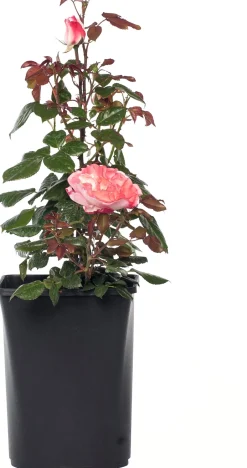 Intratuin Großblumige Strauchrose (Rosa 'Nostalgie') D 23 cm| Immergrüne Pflanzen|Rosen