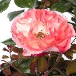 Intratuin Großblumige Strauchrose (Rosa 'Nostalgie') D 23 cm| Immergrüne Pflanzen|Rosen