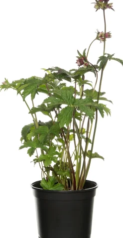 Intratuin Große Sterndolde (Astrantia major 'Ruby Star') D 17 H 50 cm| Blühende Pflanzen|Winterharte Pflanzen