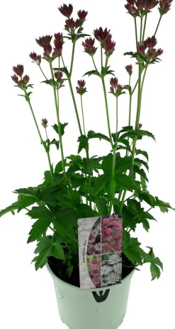 Intratuin Große Sterndolde (Astrantia major 'Ruby Star') D 17 H 50 cm| Blühende Pflanzen|Winterharte Pflanzen