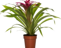 Intratuin Guzmania (Guzmania 'Deseo Pink') D 12 H 45 cm| Blühende Zimmerpflanzen|Bromelien