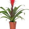 Intratuin Guzmania (Guzmania 'Hope') D 12 cm H 45 cm| Blühende Zimmerpflanzen|Bromelien