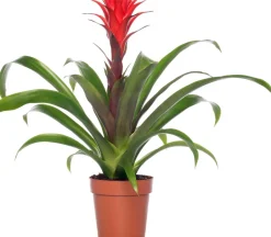 Intratuin Guzmania (Guzmania 'Hope') D 12 cm H 45 cm| Blühende Zimmerpflanzen|Bromelien
