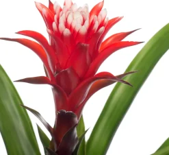 Intratuin Guzmania (Guzmania 'Hope') D 12 cm H 45 cm| Blühende Zimmerpflanzen|Bromelien