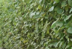 Intratuin Hainbuche (Carpinus betulus) D 23 H 90 cm| Heckenpflanzen|Winterharte Pflanzen