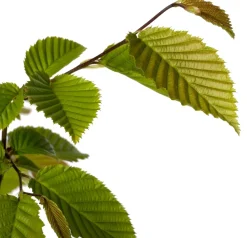 Intratuin Hainbuche (Carpinus betulus) D 9 H 60 cm| Heckenpflanzen|Winterharte Pflanzen