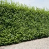 Intratuin Hainbuche (Carpinus betulus 'Fastigiata')| Heckenpflanzen|Buche & Hainbuche