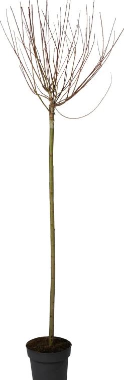 Intratuin Harlekin-Weide (Salix integra 'Hakuro Nishiki') D 26 H 160 cm| Winterharte Pflanzen|Weide